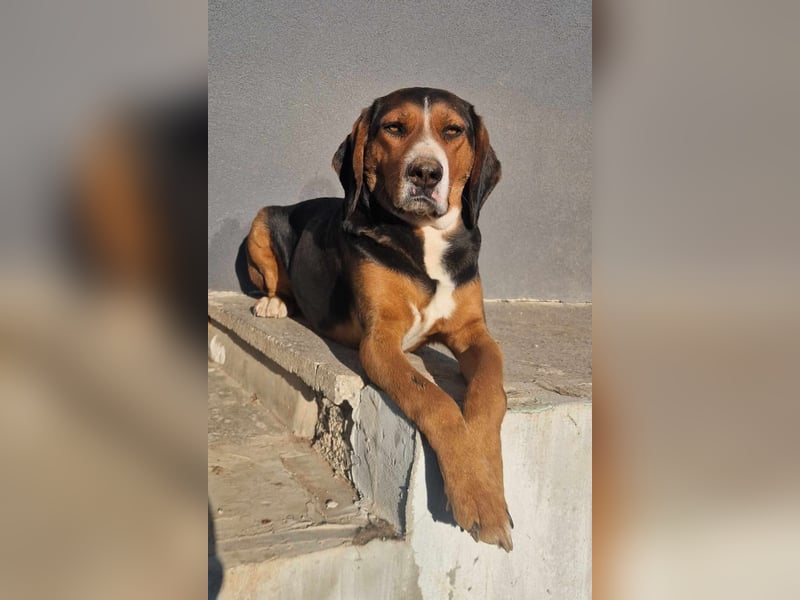  Bari – ein besonderer Schatz sucht sein Für-immer-Zuhause 