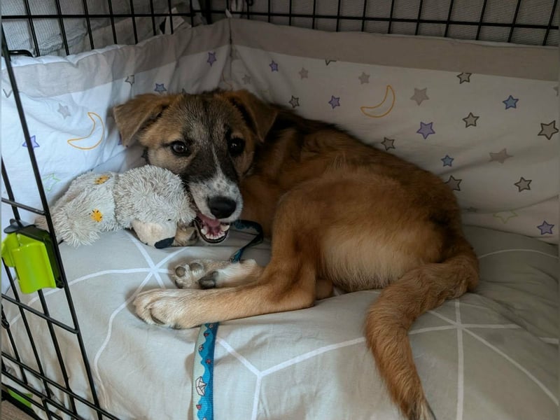 Lilly II - liebevolle Hündin mit großem Herzen sucht ihr Zuhause