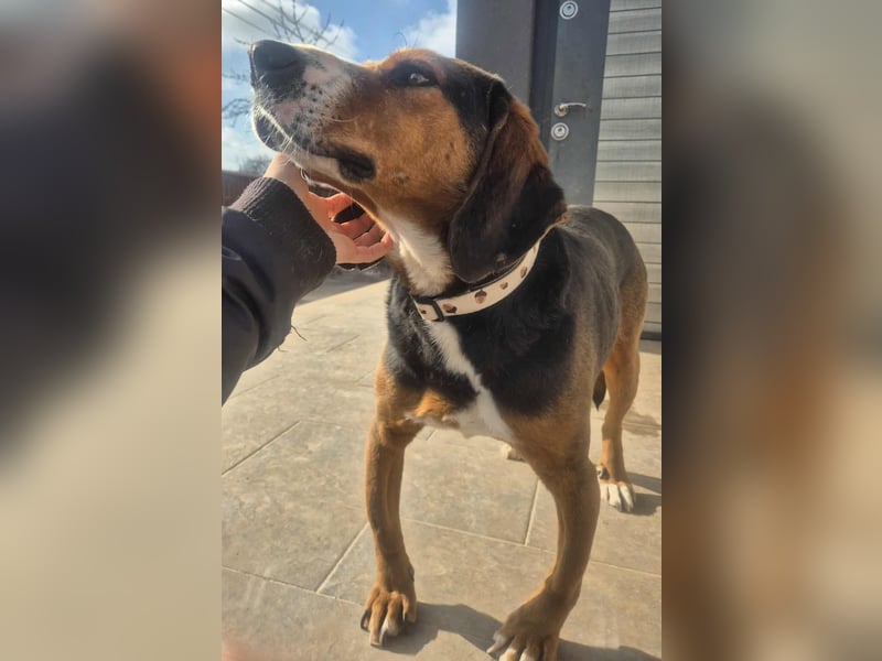  Bari – ein besonderer Schatz sucht sein Für-immer-Zuhause 