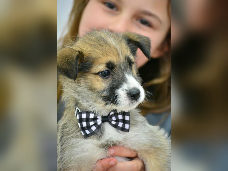 Quirliger Hunter sucht ein Zuhause