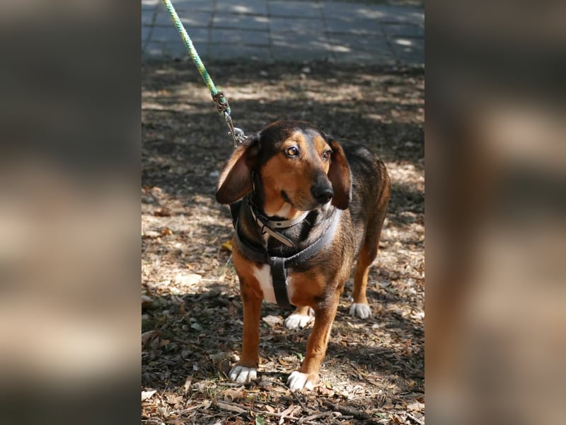 Dory - wartet nun schon so lange auf ihre Familie!