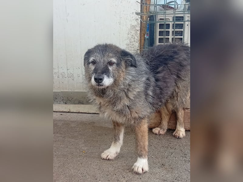  Sandra – sanfte Hündin sucht nach der Hölle ruhiges Zuhause 