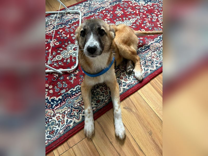 Lilly II - liebevolle Hündin mit großem Herzen sucht ihr Zuhause