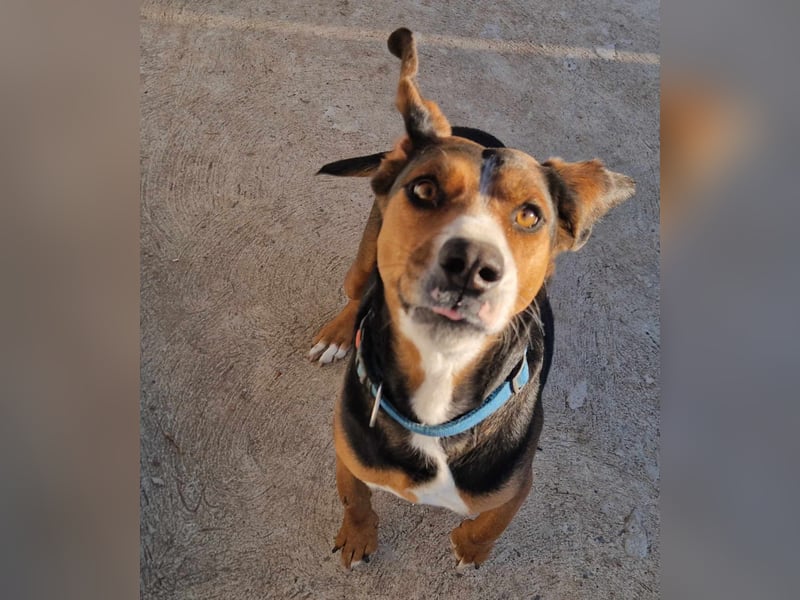  Bari – ein besonderer Schatz sucht sein Für-immer-Zuhause 