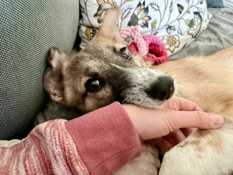 Lilly II - liebevolle Hündin mit großem Herzen sucht ihr Zuhause