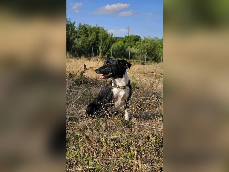 Phoebe - sanftes Hundemädchen sucht liebevolles Zuhause
