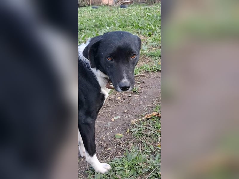 Phoebe - sanftes Hundemädchen sucht liebevolles Zuhause