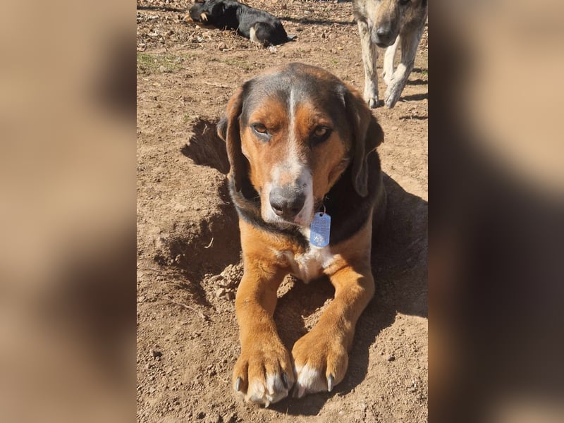  Bari – ein besonderer Schatz sucht sein Für-immer-Zuhause 