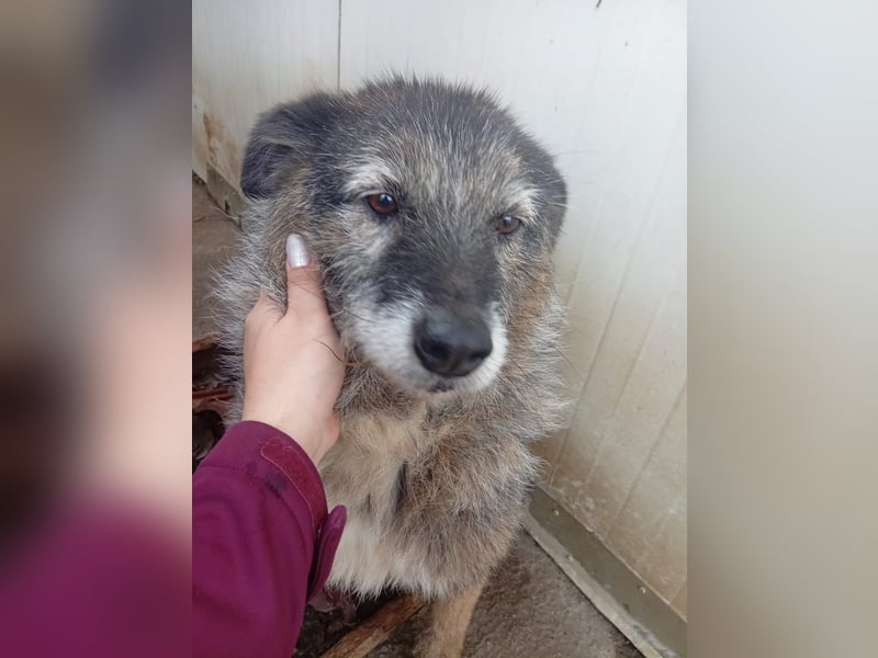  Sandra – sanfte Hündin sucht nach der Hölle ruhiges Zuhause 