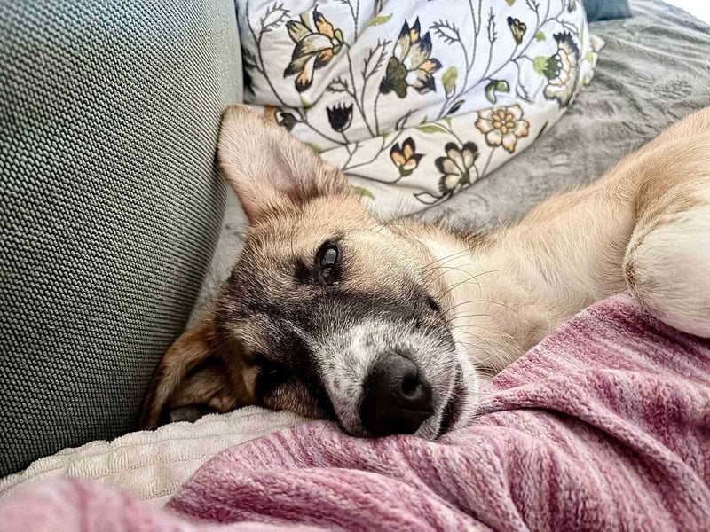 Lilly II - liebevolle Hündin mit großem Herzen sucht ihr Zuhause