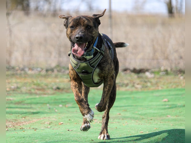 Edgar sucht sportliches Zuhause!