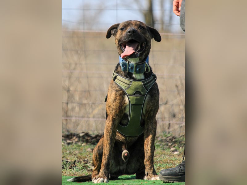 Edgar sucht sportliches Zuhause!