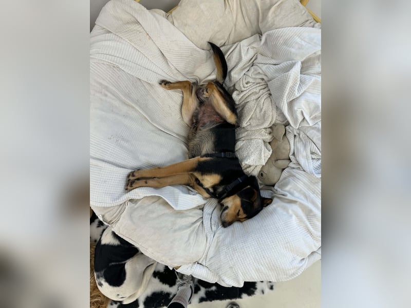 Tasli sucht Sofa!