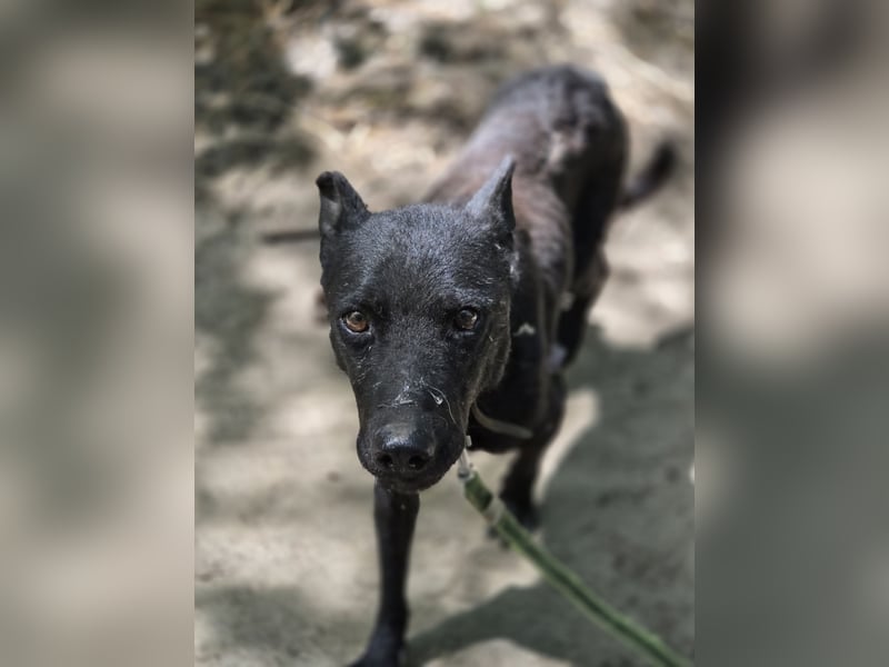 Apollo sucht sicheren Hafen!