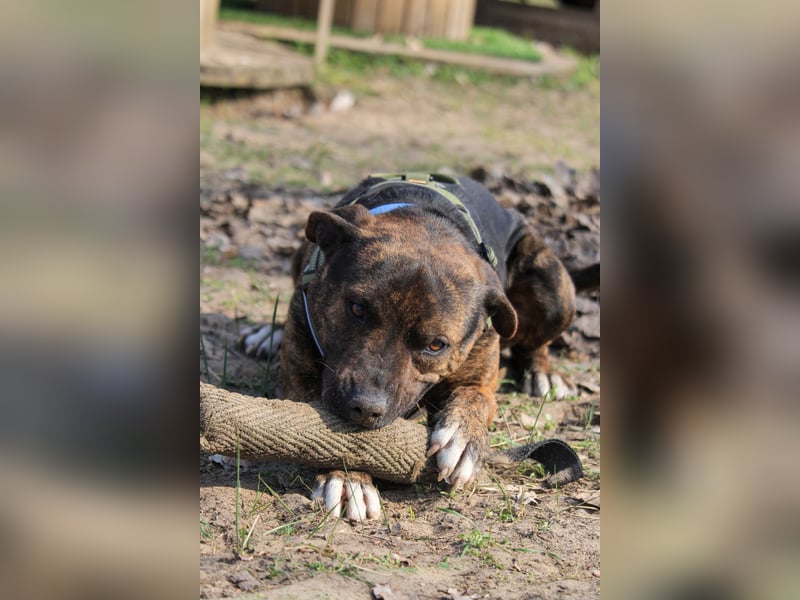 Edgar sucht sportliches Zuhause!