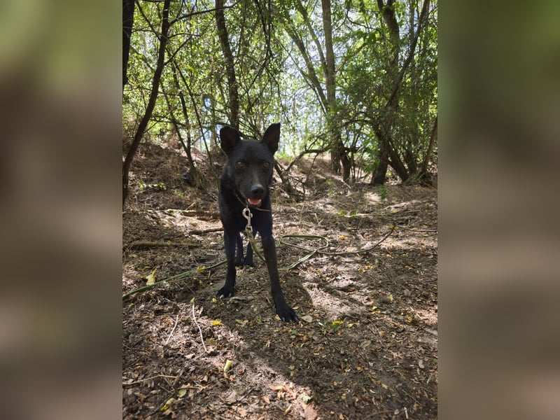 Apollo sucht sicheren Hafen!