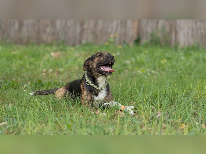 Edgar sucht sportliches Zuhause!