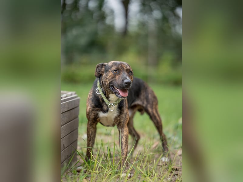 Edgar sucht sportliches Zuhause!