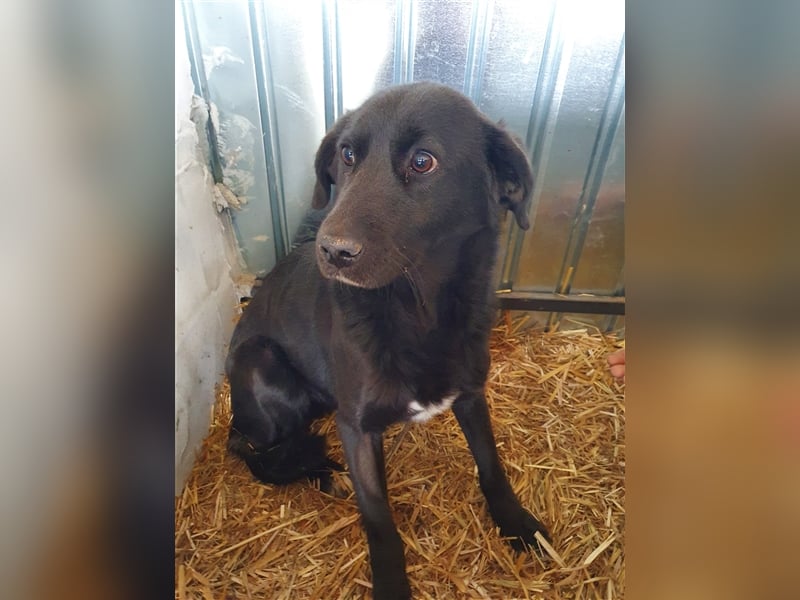 Der süsse Levi sucht ein Zuhause