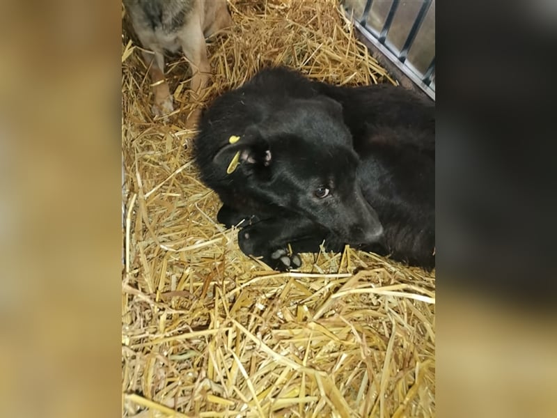 Der süsse Levi sucht ein Zuhause