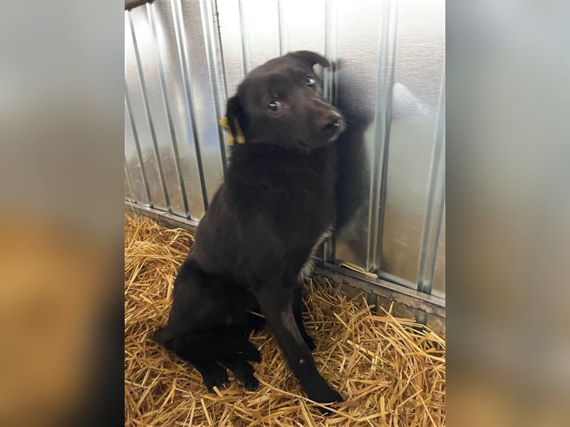 Der süsse Levi sucht ein Zuhause