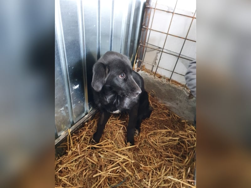 Der süsse Levi sucht ein Zuhause