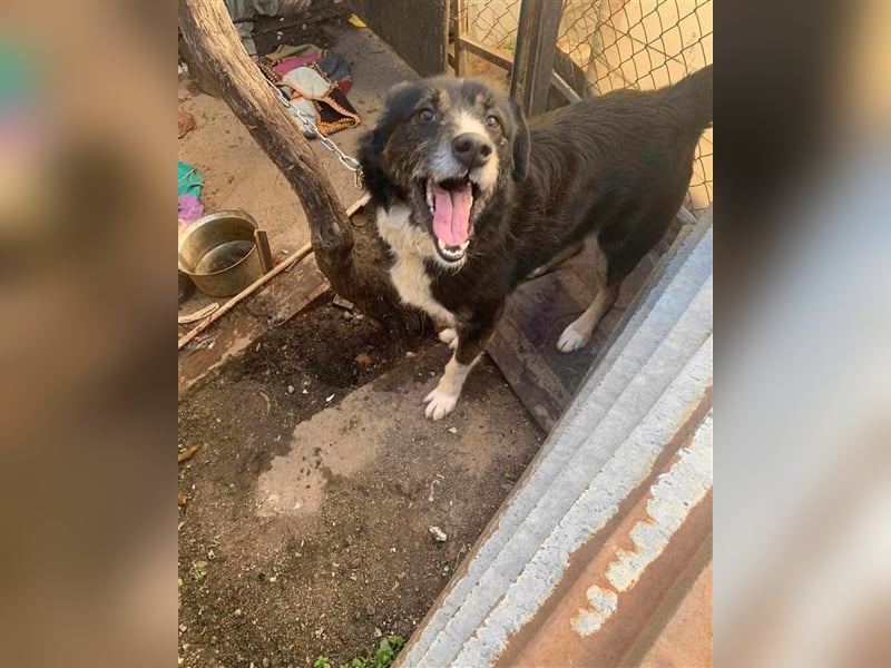 MAX (*2021) sucht ein liebevolles Zuhause