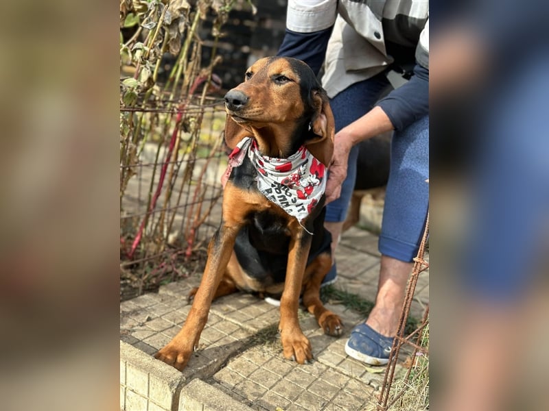 Welpe SUMMER (05.2023) sucht die Liebe