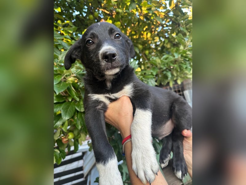 Welpe BOBBY sucht ein liebevolles Zuhause