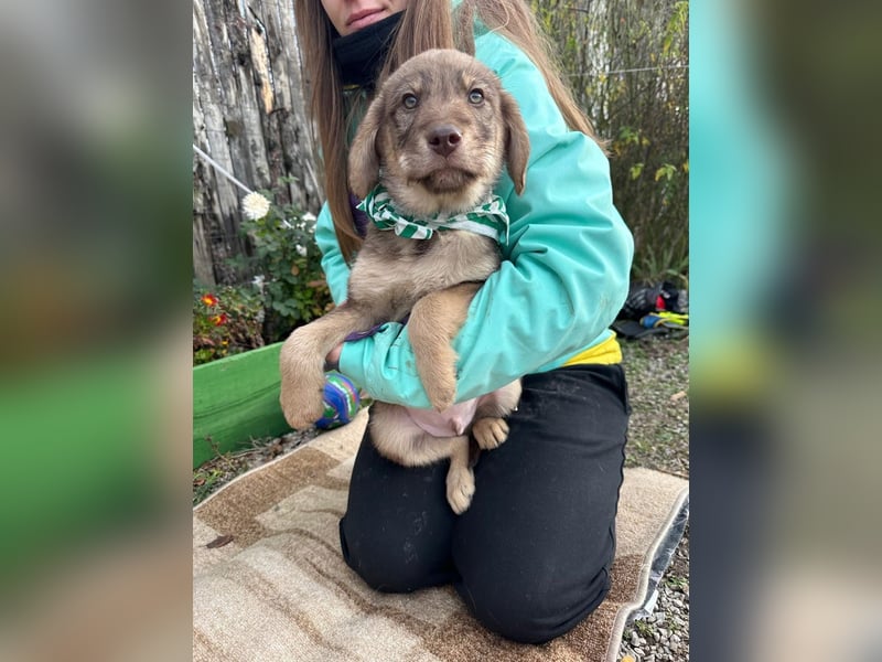 Welpe TACO möchte die Welt entdecken