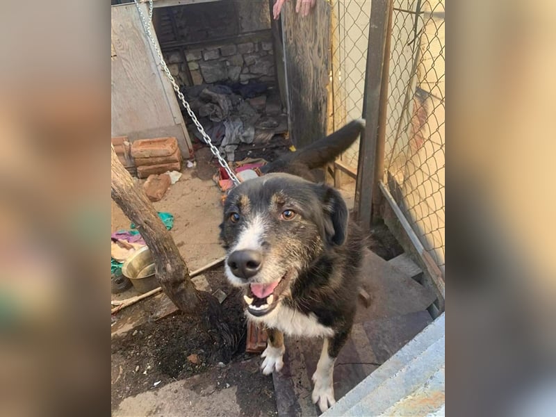 MAX (*2021) sucht ein liebevolles Zuhause