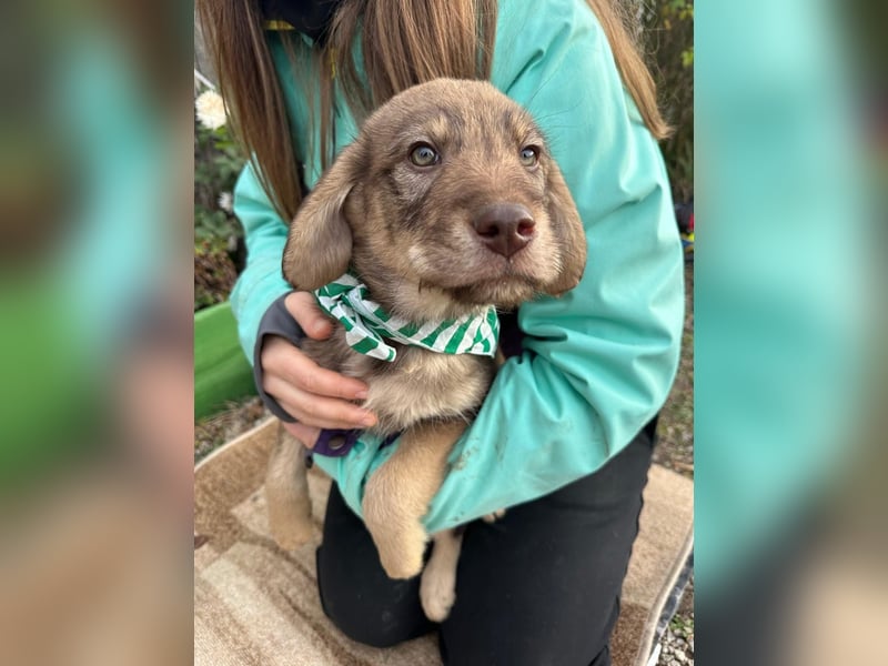 Welpe TACO möchte die Welt entdecken