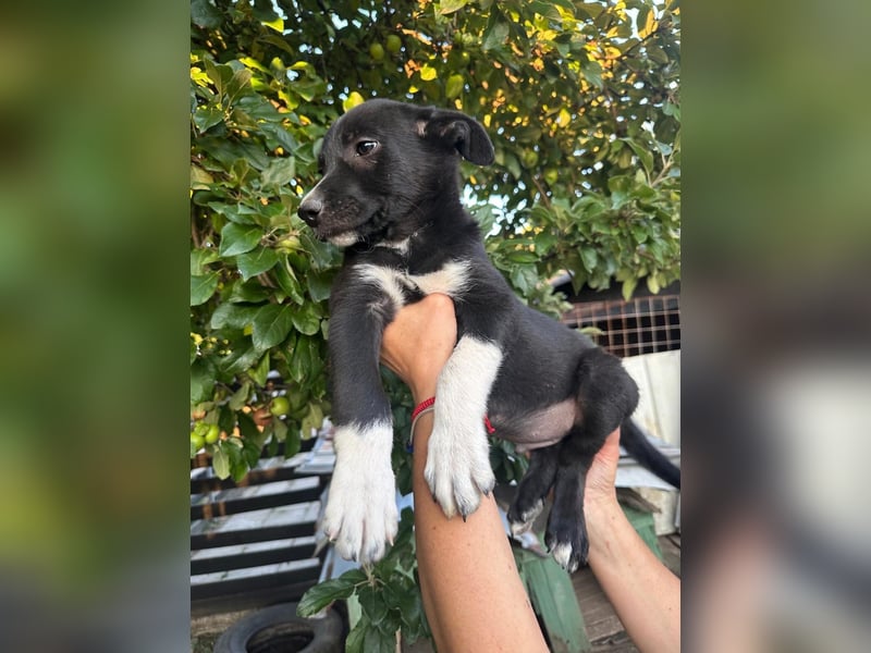Welpe BOBBY sucht ein liebevolles Zuhause