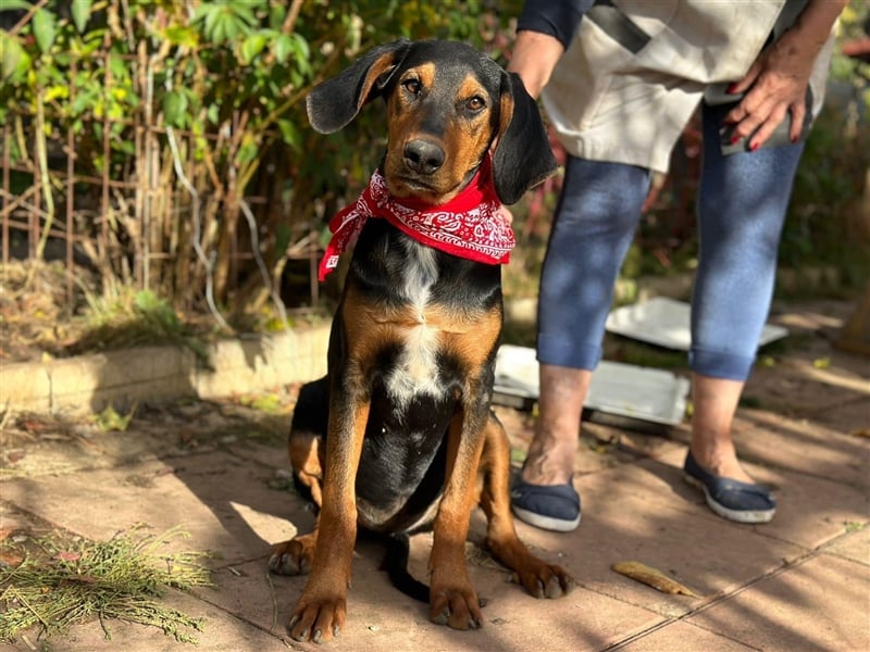 Welpe SORAJA (05.2023) sucht eine Familie