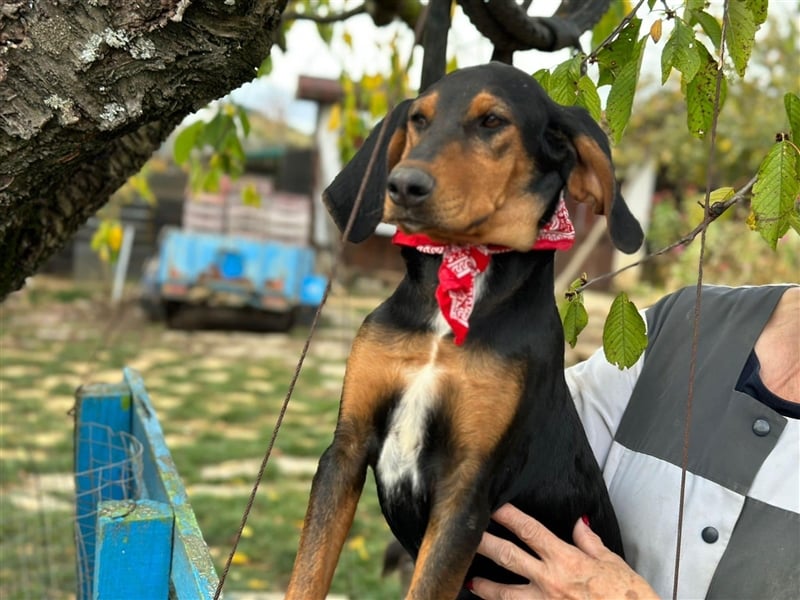 Welpe SORAJA (05.2023) sucht eine Familie