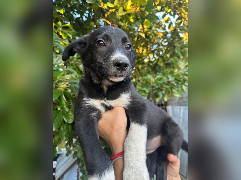 Welpe BOBBY sucht ein liebevolles Zuhause