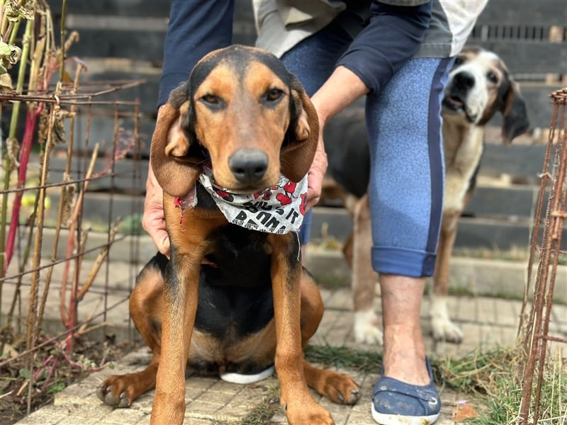 Welpe SUMMER (05.2023) sucht die Liebe