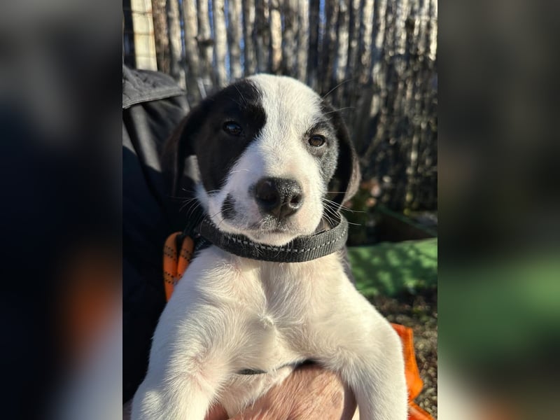 Welpe LUI sucht ein liebevolles Zuhause