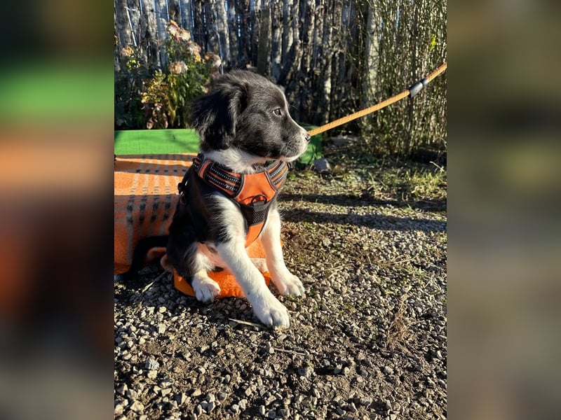 Welpe LUCKY möchte die Welt erobern