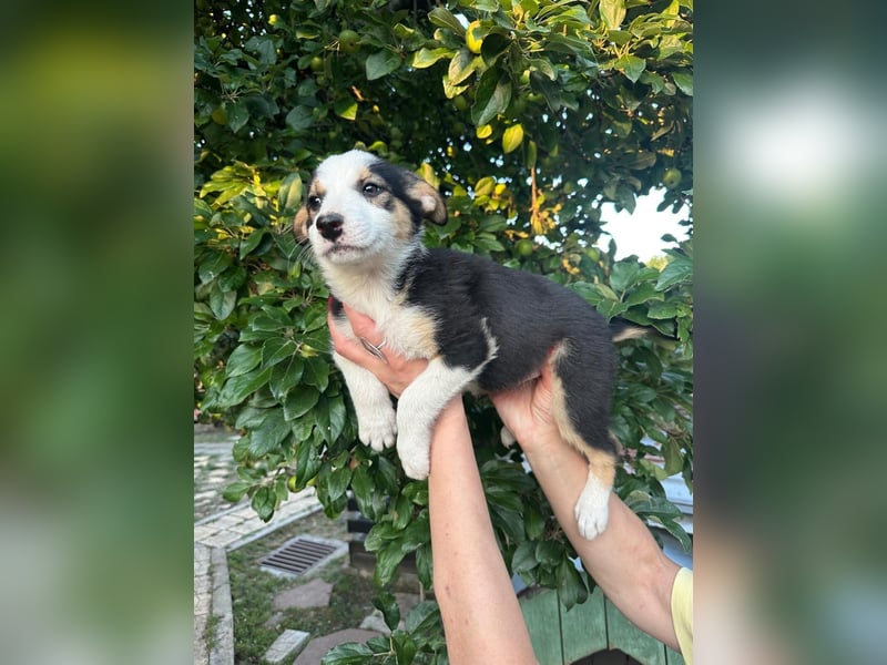 Welpe BELLE (w) sucht ein liebevolles Zuhause
