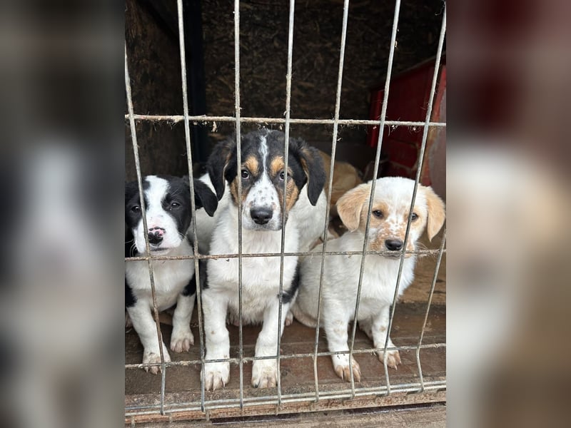 Welpe MALOU auf der Suche nach ihrem Glück