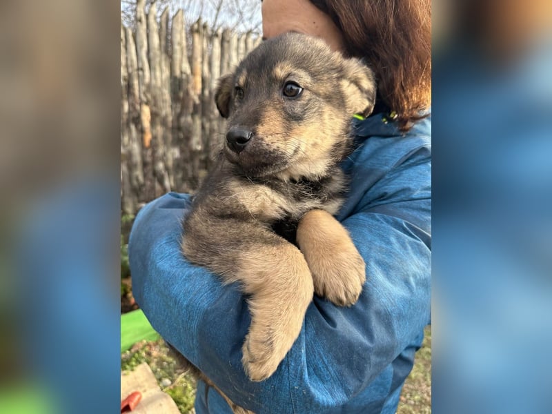 Welpe BJÖRN sucht ein liebevolles Zuhause