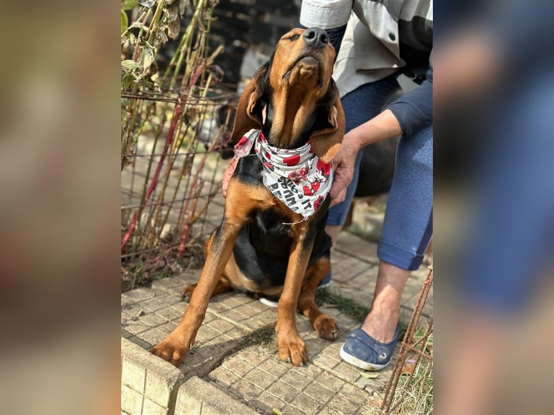 Welpe SUMMER (05.2023) sucht die Liebe