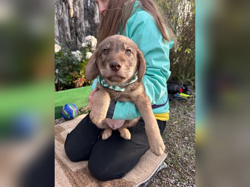 Welpe TACO möchte die Welt entdecken