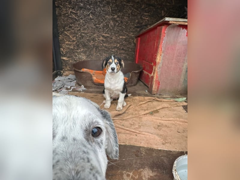 Welpe MALOU auf der Suche nach ihrem Glück