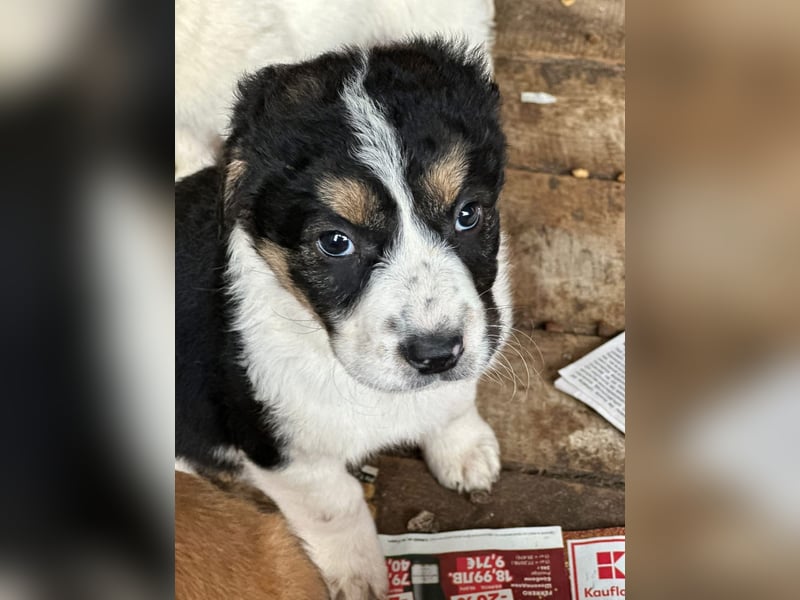 Welpe MALOU auf der Suche nach ihrem Glück