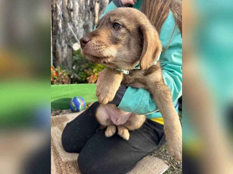 Welpe TACO möchte die Welt entdecken