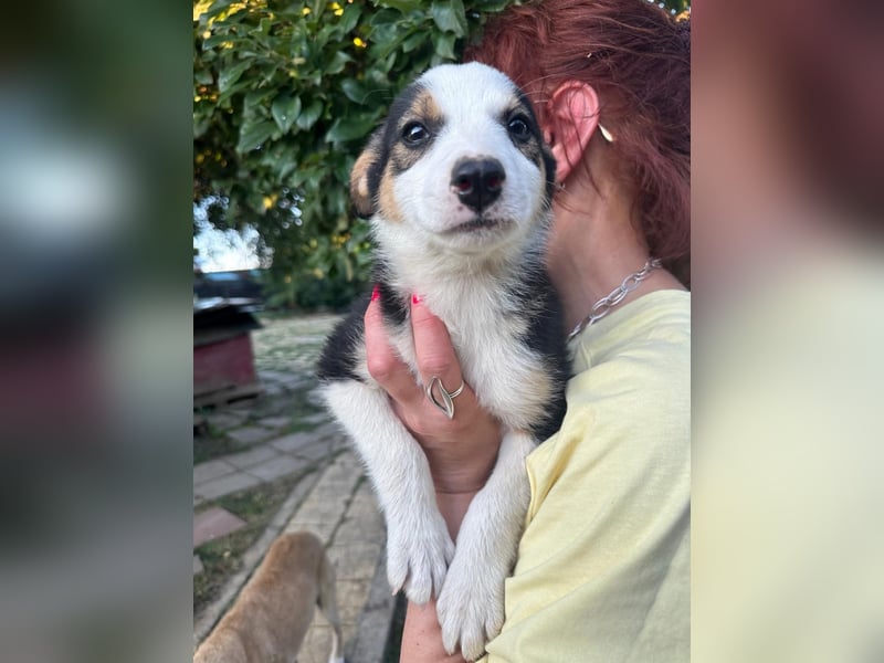 Welpe BELLE (w) sucht ein liebevolles Zuhause