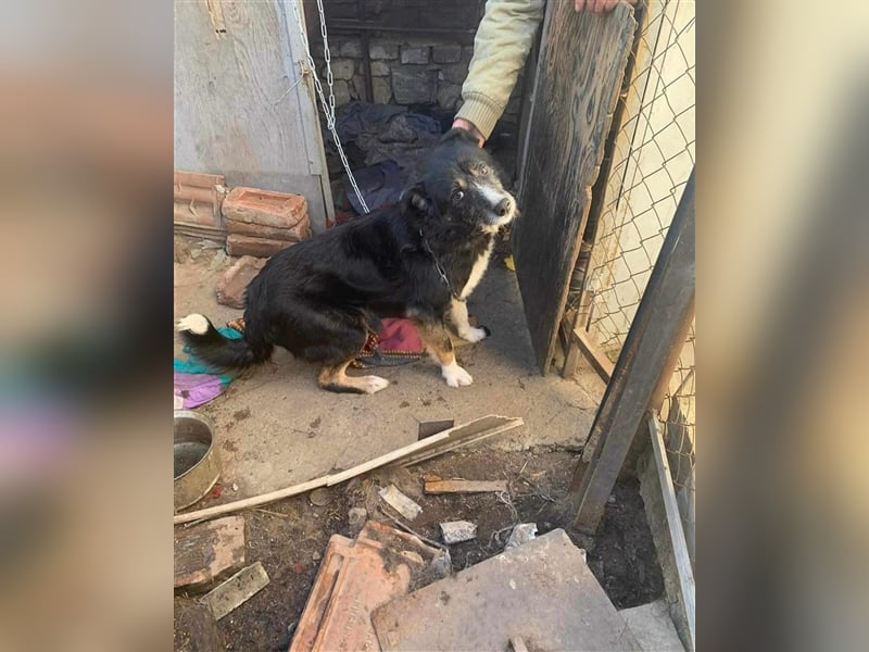 MAX (*2021) sucht ein liebevolles Zuhause