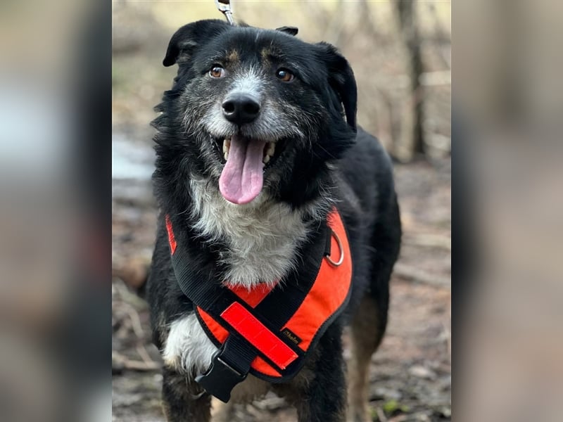 MAX (*2021) sucht ein liebevolles Zuhause